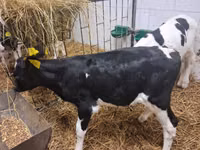Byk, Russian Black pied cattle — zdjęcie 3