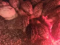Quails — الصورة 6