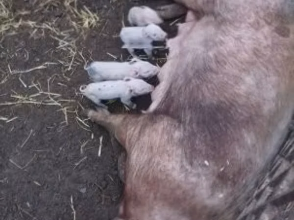 母猪, Pigs