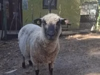 Baran, Shroshire sheep — zdjęcie 1
