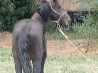 ცხენი, Priob horse — ფოტო 3