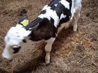 İnək, Russian Black pied cattle — foto 4