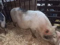 Sow, Pigs — photo 2