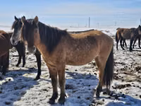 Hengst, Mugalzhar horse — Foto 2