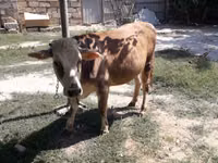 雌牛, Simmental cattle — 写真 3