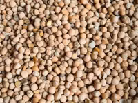 Кукуруза фураж — сүрөт 3