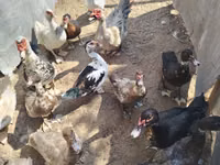 Ducks — zdjęcie 1