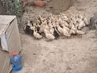 Pekin Alemão — foto 3