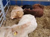 Bull, Simmental cattle — photo 2