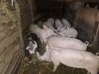 Knur, Świnie — zdjęcie 2