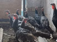 Turkeys — Foto 5
