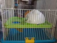 Hamster üçün tam dəst qəfəs uzunluqu 55 sm hündürlük 45 sm eni 30 sm — foto 3