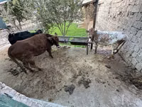 Vaca, Bovinos — foto 6