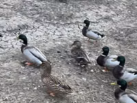 Ducks — Foto 5