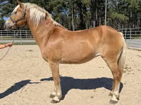 Klisna, Haflinger — foto 1