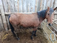 Yegua, Caballos — foto 4