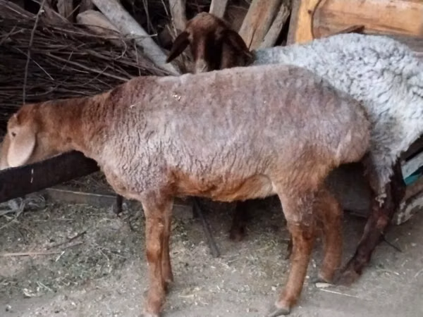 Qoyunlar (partiya, cinsi göstərilməyib), Qoyunlar