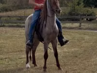 Kůň, Rocky Mountain Horse — foto 5
