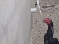 Chickens — photo 2