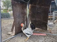 Adler Silver — Foto 3