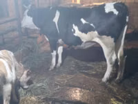 Toro, Ganado vacuno — foto 6