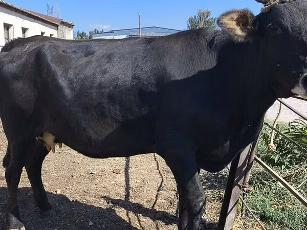 Sigir, Gollandiyalik zot