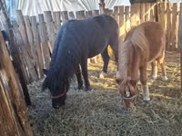 母马, Horses — 照片 5
