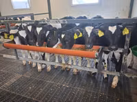 ხარი, Russian Black pied cattle — ფოტო 5