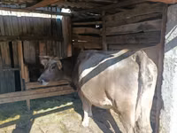 Krava, Simmental cattle — foto 3