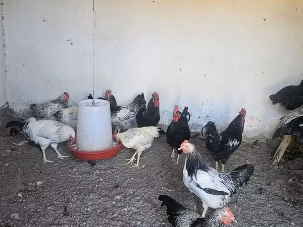 Chickens — أذربيجان