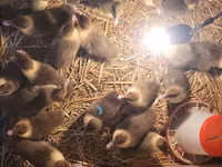 Ducks — Foto 3