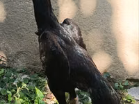 ஷாமோ கோழிகள் — புகைப்படம் 5