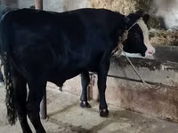 Vaca, Bovinos — foto 5