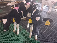 雄牛, Simmental cattle — 写真 2