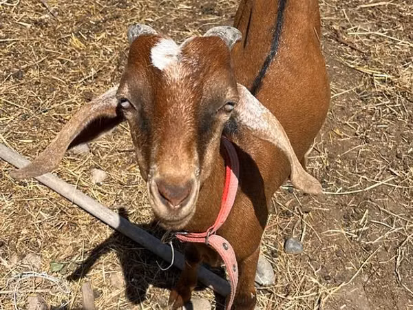 Bode, Nubian Goat