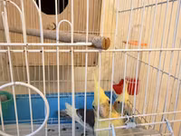 Nymph (cockatiel) cütlüyü və qəfəs komplekti - Növ: Nymph paraket — foto 5