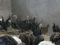 Guinea fowl — Foto 2