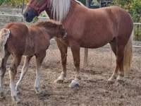 母马, Horses — 照片 6