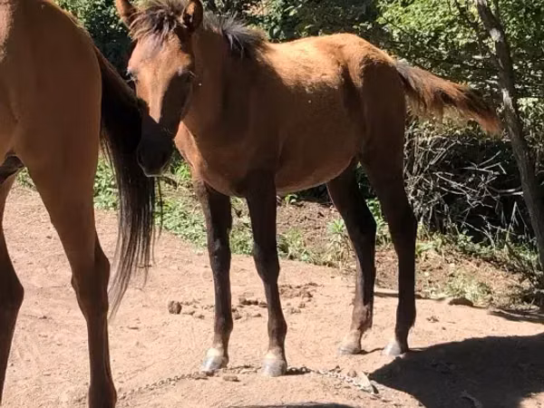 Jument, Chevaux — Arménie