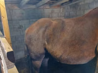 Cavalo, Vladimir heavy draft — foto 6