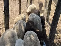 Brebis, Merino sheep — photo 3