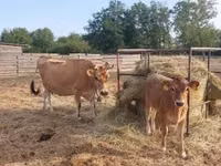 Vaca, Raça Jersey — foto 2