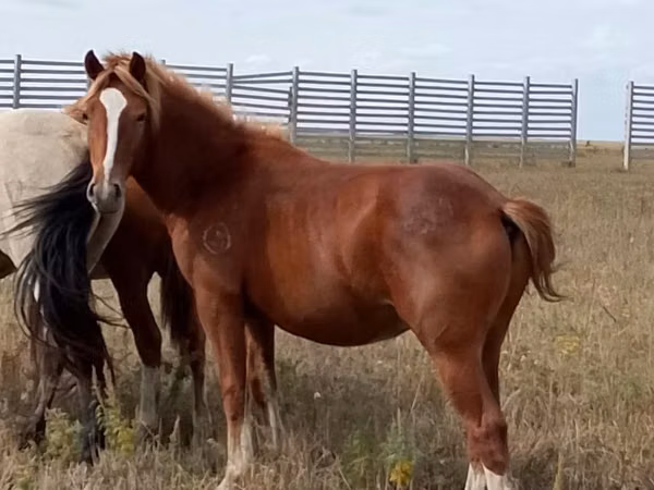 Cavalo, Cavalos
