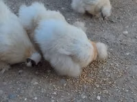 Chickens — zdjęcie 4