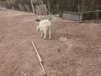 Ешкі, Saanen goat — 4-сурет