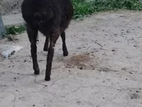 Ovejas (lote, sexo no especificado), Ovejas — foto 3