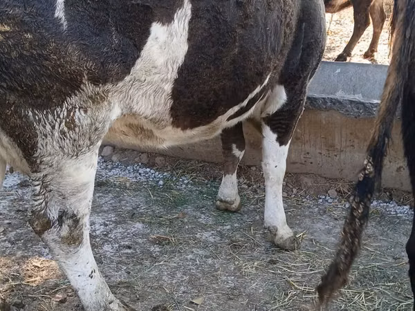 பசு, Simmental cattle