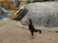 Chickens — foto 3