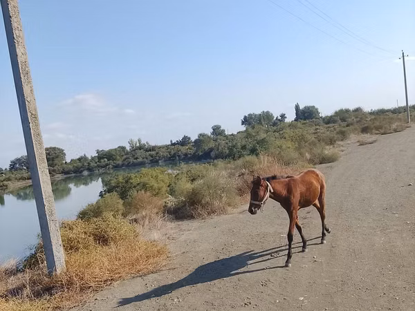 حصان, Azerbaijan horse