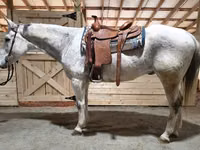 At, Quarter Horse — foto 1